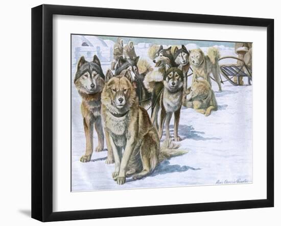 Alaskan Eskimo Dogs-null-Framed Art Print