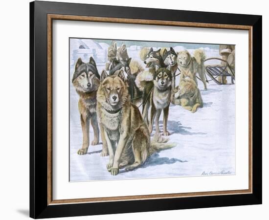 Alaskan Eskimo Dogs-null-Framed Art Print