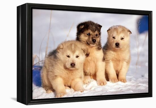 Alaskan Husky Dogs X Three Young Pups Sitting in Snow-null-Framed Premier Image Canvas