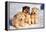 Alaskan Husky Dogs X Three Young Pups Sitting in Snow-null-Framed Premier Image Canvas