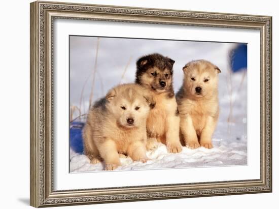 Alaskan Husky Dogs X Three Young Pups Sitting in Snow-null-Framed Photographic Print