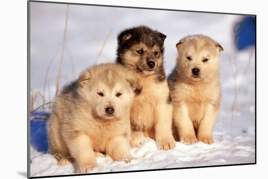 Alaskan Husky Dogs X Three Young Pups Sitting in Snow-null-Mounted Photographic Print