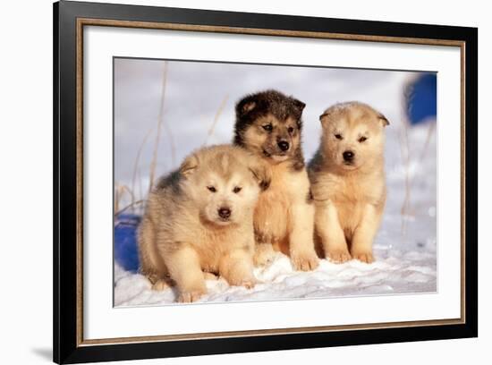 Alaskan Husky Dogs X Three Young Pups Sitting in Snow-null-Framed Photographic Print