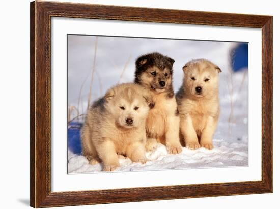 Alaskan Husky Dogs X Three Young Pups Sitting in Snow-null-Framed Photographic Print