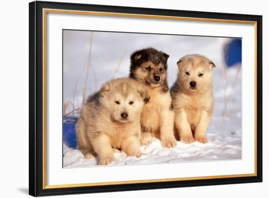 Alaskan Husky Dogs X Three Young Pups Sitting in Snow-null-Framed Photographic Print