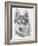 Alaskan Klee Kai-Barbara Keith-Framed Giclee Print