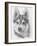 Alaskan Klee Kai-Barbara Keith-Framed Giclee Print