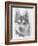 Alaskan Klee Kai-Barbara Keith-Framed Giclee Print