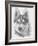 Alaskan Klee Kai-Barbara Keith-Framed Giclee Print