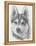 Alaskan Klee Kai-Barbara Keith-Framed Premier Image Canvas