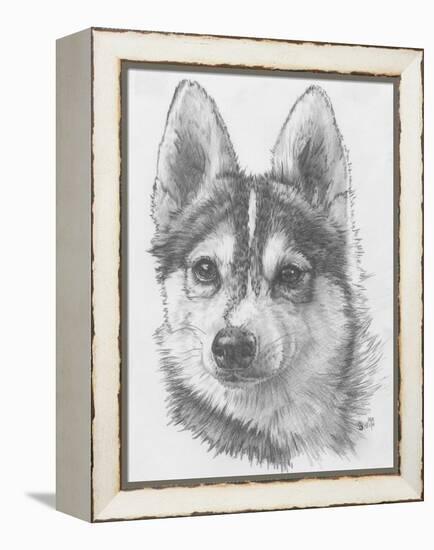 Alaskan Klee Kai-Barbara Keith-Framed Premier Image Canvas