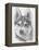 Alaskan Klee Kai-Barbara Keith-Framed Premier Image Canvas