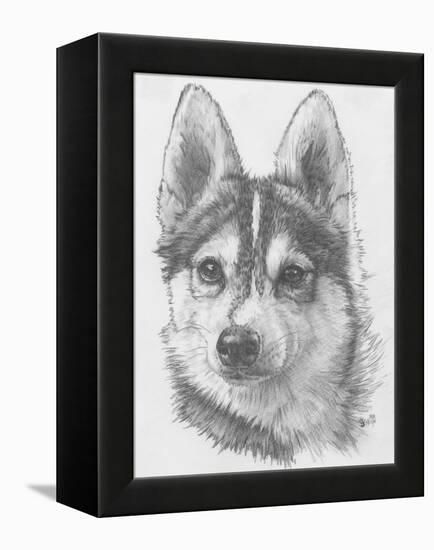 Alaskan Klee Kai-Barbara Keith-Framed Premier Image Canvas