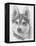 Alaskan Klee Kai-Barbara Keith-Framed Premier Image Canvas