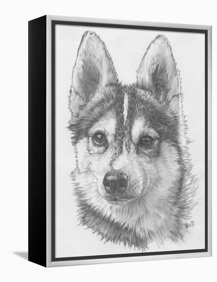 Alaskan Klee Kai-Barbara Keith-Framed Premier Image Canvas