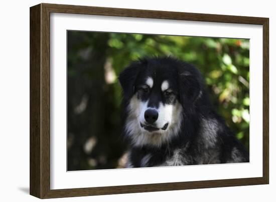 Alaskan Malamute 01-Bob Langrish-Framed Photographic Print