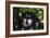 Alaskan Malamute 01-Bob Langrish-Framed Photographic Print