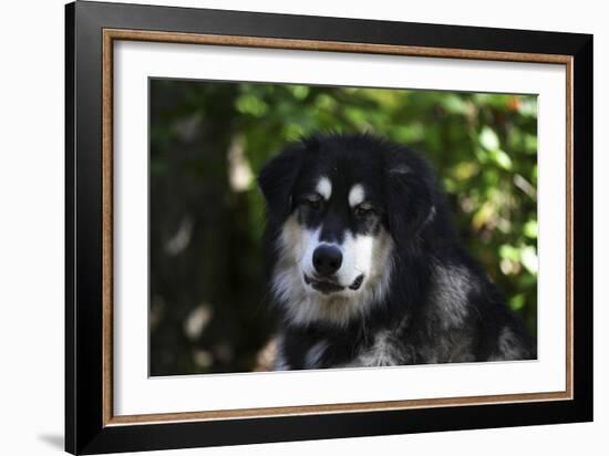 Alaskan Malamute 01-Bob Langrish-Framed Photographic Print