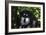 Alaskan Malamute 01-Bob Langrish-Framed Photographic Print