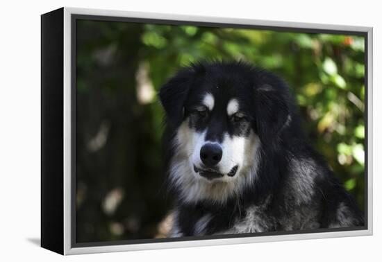 Alaskan Malamute 01-Bob Langrish-Framed Premier Image Canvas