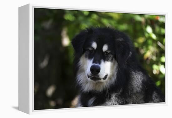 Alaskan Malamute 01-Bob Langrish-Framed Premier Image Canvas