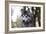 Alaskan Malamute 04-Bob Langrish-Framed Photographic Print