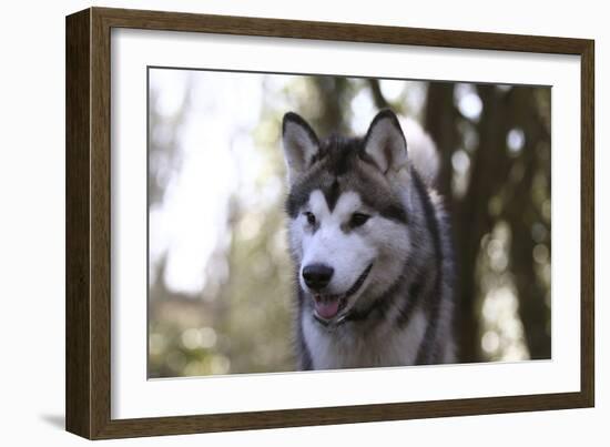 Alaskan Malamute 04-Bob Langrish-Framed Photographic Print