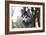 Alaskan Malamute 04-Bob Langrish-Framed Photographic Print