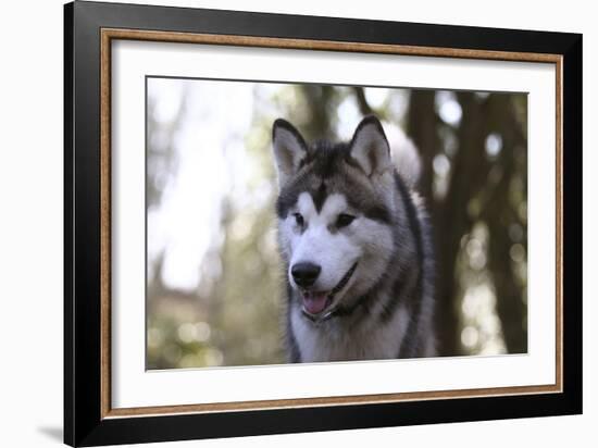 Alaskan Malamute 04-Bob Langrish-Framed Photographic Print