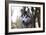 Alaskan Malamute 04-Bob Langrish-Framed Photographic Print