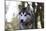 Alaskan Malamute 04-Bob Langrish-Mounted Photographic Print