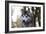 Alaskan Malamute 04-Bob Langrish-Framed Photographic Print