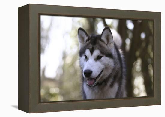 Alaskan Malamute 04-Bob Langrish-Framed Premier Image Canvas