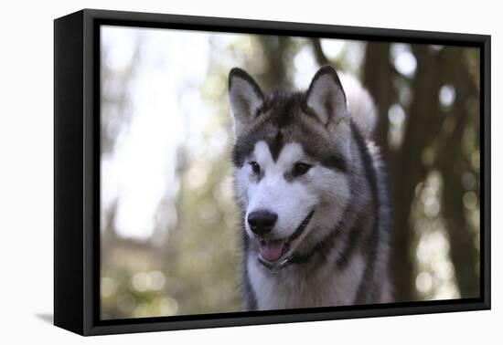 Alaskan Malamute 04-Bob Langrish-Framed Premier Image Canvas