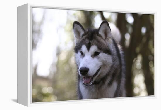 Alaskan Malamute 04-Bob Langrish-Framed Premier Image Canvas