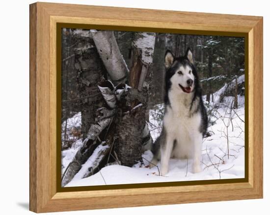 Alaskan Malamute Dog in Snow, USA-Lynn M. Stone-Framed Premier Image Canvas