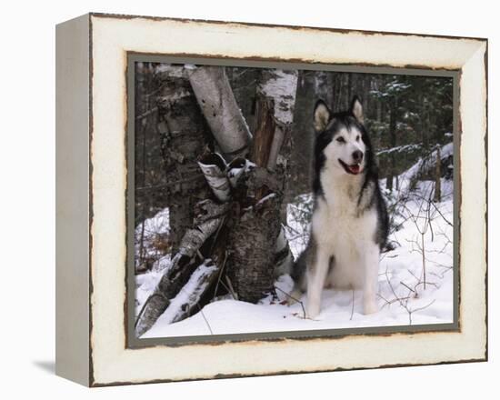 Alaskan Malamute Dog in Snow, USA-Lynn M. Stone-Framed Premier Image Canvas