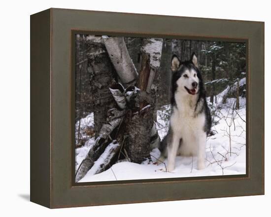 Alaskan Malamute Dog in Snow, USA-Lynn M. Stone-Framed Premier Image Canvas