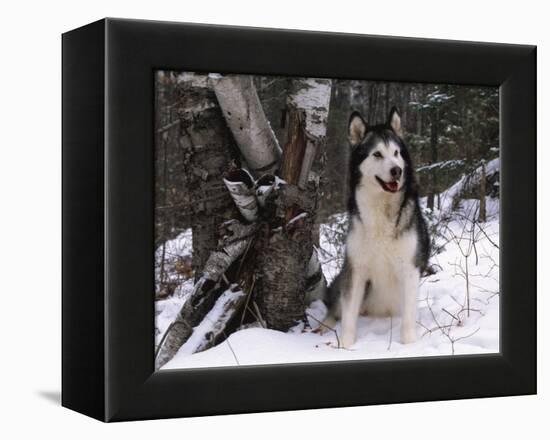 Alaskan Malamute Dog in Snow, USA-Lynn M. Stone-Framed Premier Image Canvas