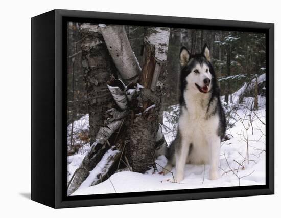 Alaskan Malamute Dog in Snow, USA-Lynn M. Stone-Framed Premier Image Canvas