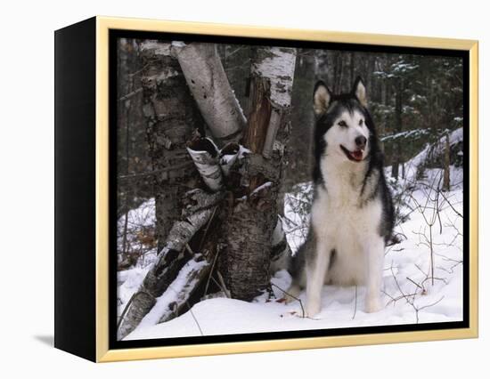 Alaskan Malamute Dog in Snow, USA-Lynn M. Stone-Framed Premier Image Canvas
