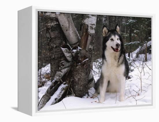 Alaskan Malamute Dog in Snow, USA-Lynn M. Stone-Framed Premier Image Canvas