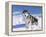 Alaskan Malamute Dog, in Snow, USA-Lynn M^ Stone-Framed Premier Image Canvas