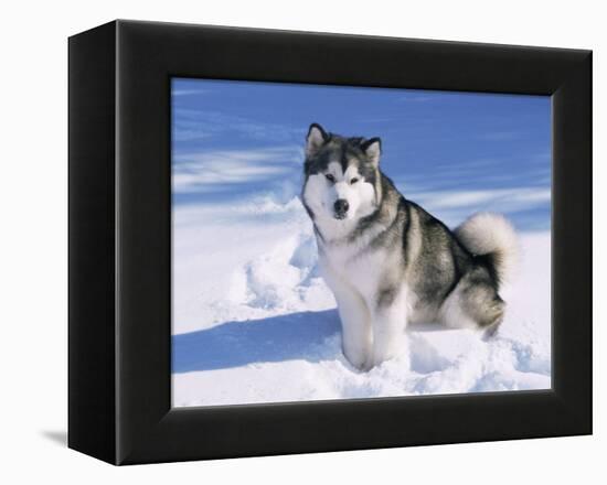 Alaskan Malamute Dog, in Snow, USA-Lynn M^ Stone-Framed Premier Image Canvas