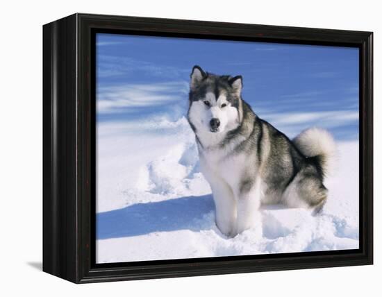 Alaskan Malamute Dog, in Snow, USA-Lynn M^ Stone-Framed Premier Image Canvas