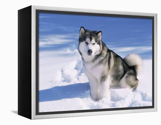 Alaskan Malamute Dog, in Snow, USA-Lynn M^ Stone-Framed Premier Image Canvas