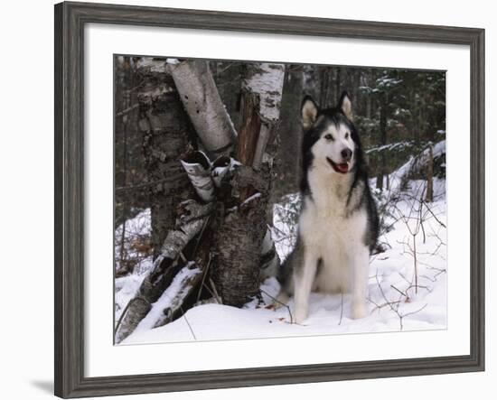 Alaskan Malamute Dog in Snow, USA-Lynn M. Stone-Framed Photographic Print