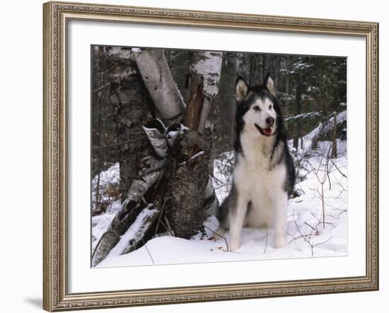 Alaskan Malamute Dog in Snow, USA-Lynn M. Stone-Framed Photographic Print