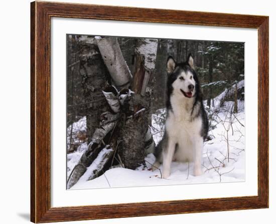 Alaskan Malamute Dog in Snow, USA-Lynn M. Stone-Framed Photographic Print