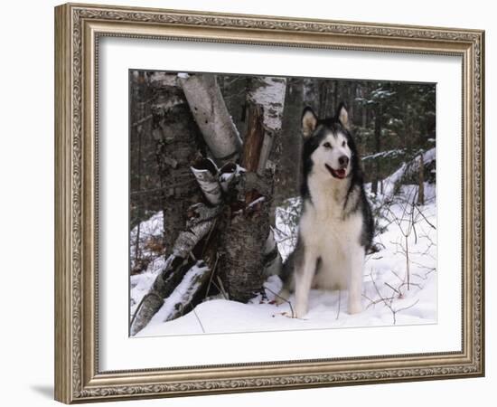 Alaskan Malamute Dog in Snow, USA-Lynn M. Stone-Framed Photographic Print